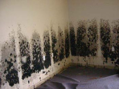 Mold and Mildew Removal College Park,  MD